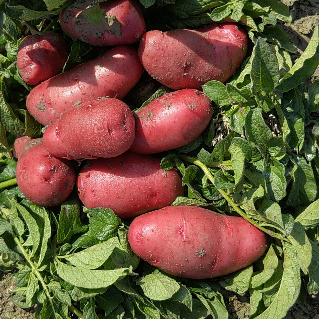 Organic Red Thumb Fingerling Seed Potato (lb)
