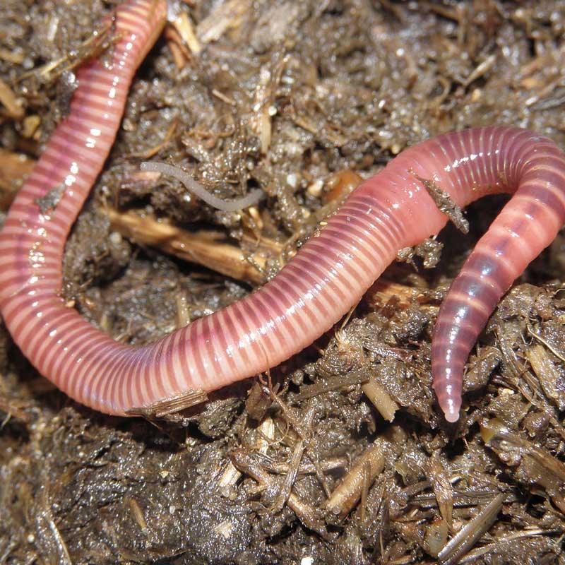 Redworms - Eisenia Foetida (1/2 lb)