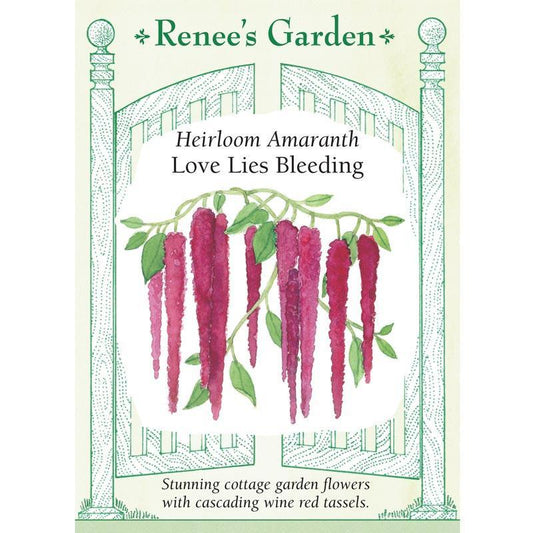 Love Lies Bleeding Amaranth Flower Seeds