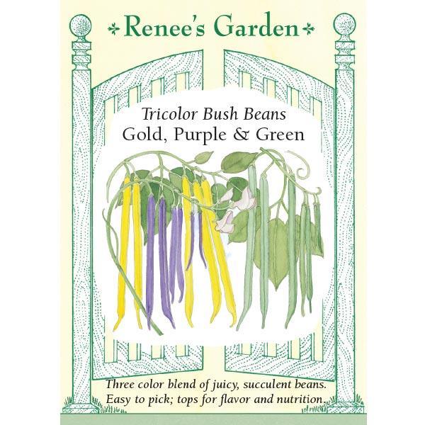 Gold Purple & Green Tricolor Bush Bean Seed Mix