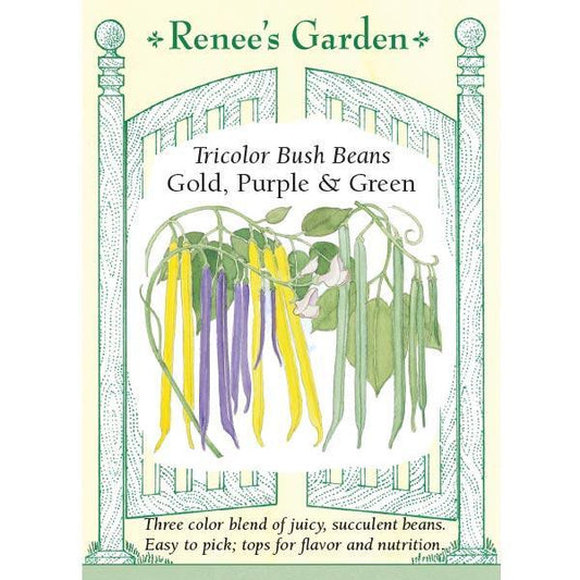 Gold Purple & Green Tricolor Bush Bean Seed Mix