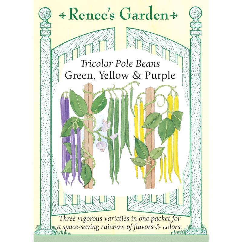 Green Yellow & Purple Tricolor Pole Bean Seed Mix