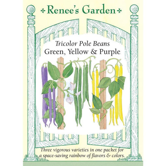 Green Yellow & Purple Tricolor Pole Bean Seed Mix
