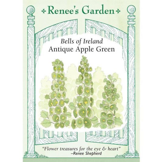 Apple Green Antique Bells Of Ireland Flower Seeds