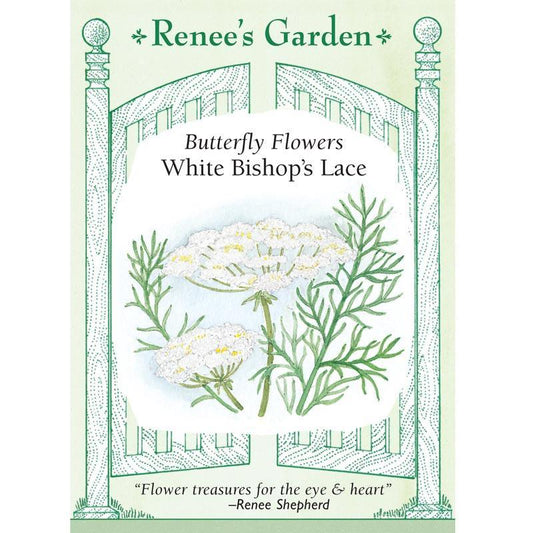 White Butterfly Bishop's Lace Flower Seeds