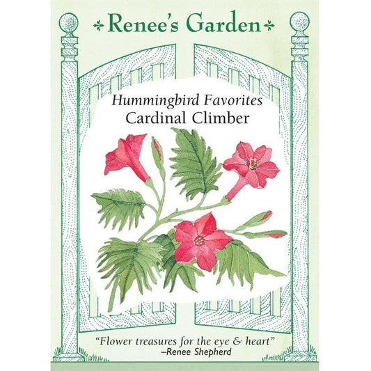 Cardinal Climber Vine Flower Seeds