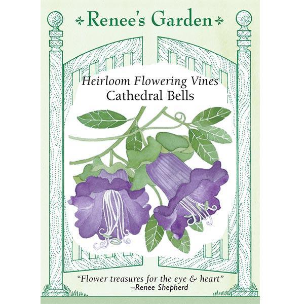Cathedral Bells Flowering Vine Flower Seeds