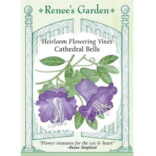 Cathedral Bells Flowering Vine Flower Seeds