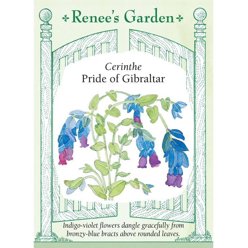 Pride of Gibraltar Cerinthe Flower Seeds