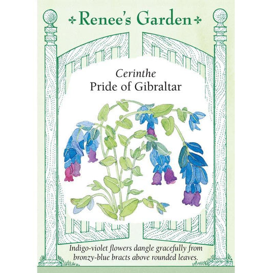 Pride of Gibraltar Cerinthe Flower Seeds