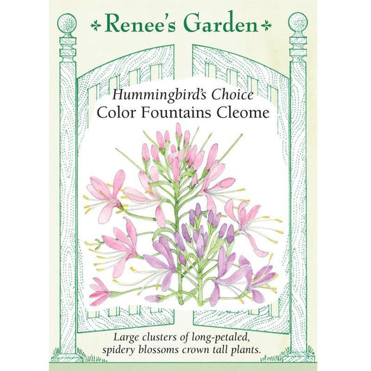 Color Fountains Hummingbird Cleome Flower Seeds
