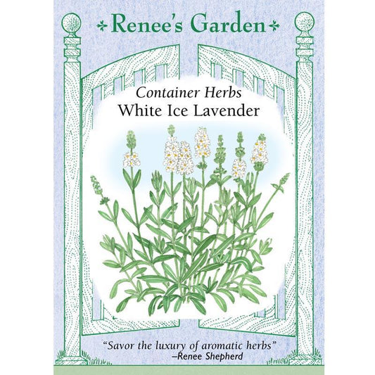 White Ice Container Lavender Seeds