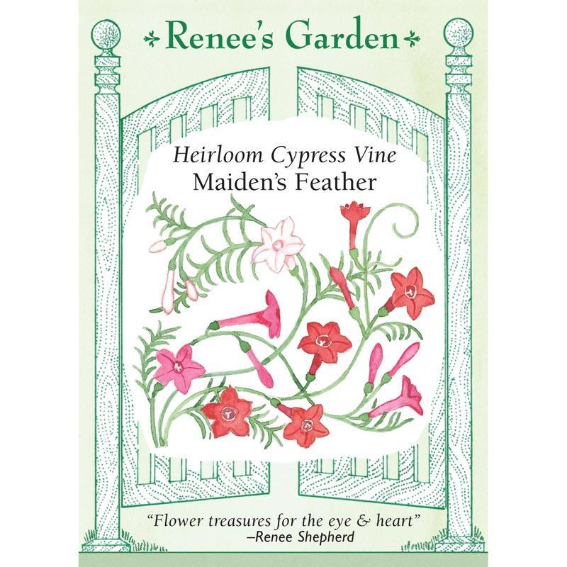 Maiden's Feather Cypress Vine Flower Seeds