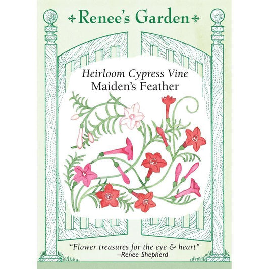 Maiden's Feather Cypress Vine Flower Seeds