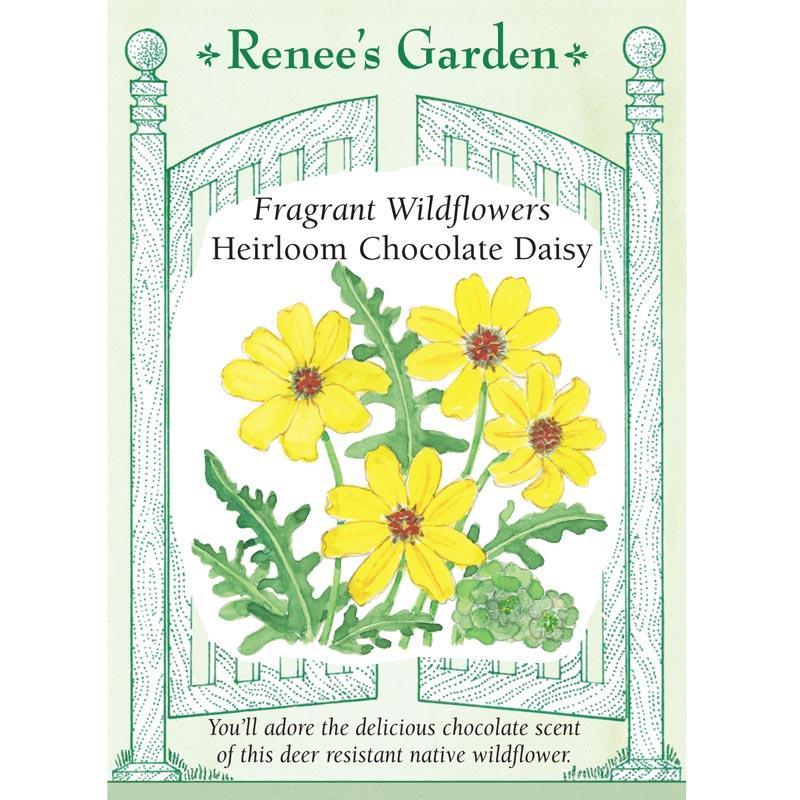Fragrant Chocolate Daisy Flower Seeds