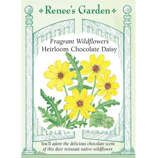 Fragrant Chocolate Daisy Flower Seeds