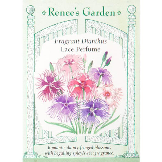 Fragrant Lace Perfume Dianthus Flower Seeds