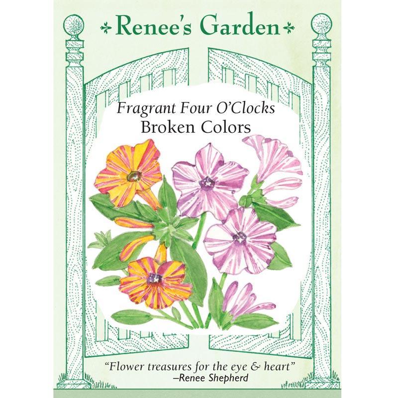 Broken Colors Four O'Clock Flower Seeds