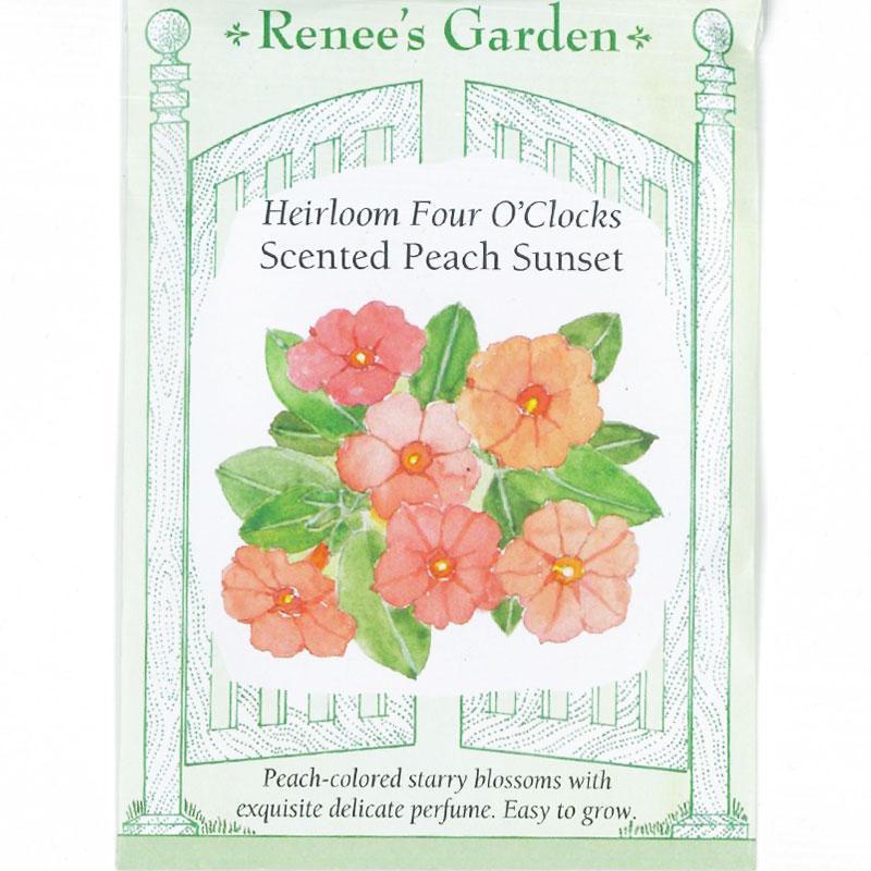 Peach Sunset Scented Four O'Clock Flower Seeds