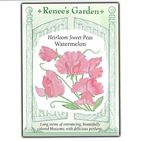 Watermelon Heirloom Sweet Pea Flower Seeds