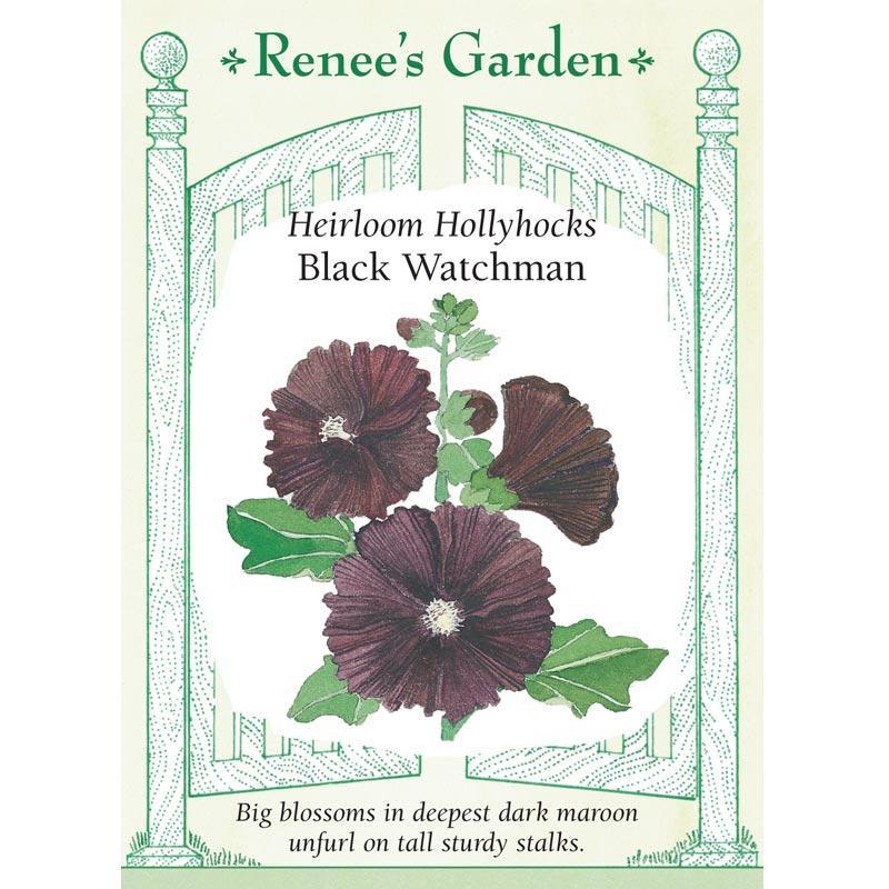 Black Watchman Old Fashioned Hollyhock Flower Seeds