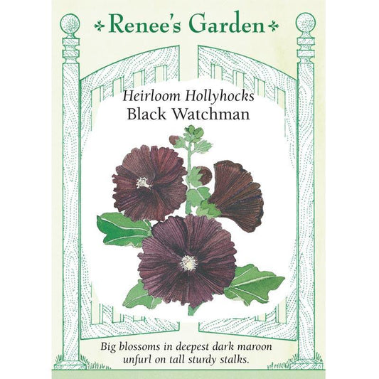 Black Watchman Old Fashioned Hollyhock Flower Seeds