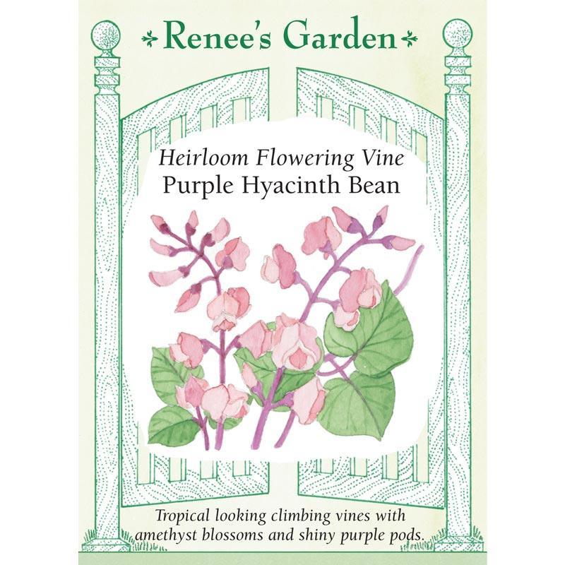 Flowering Purple Hyacinth Bean Vine Flower Seeds