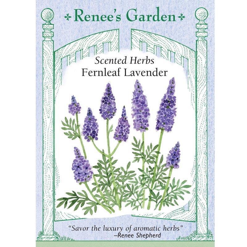 Fernleaf Lavender Seeds