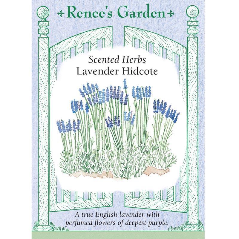 Hidcote Lavender Seeds