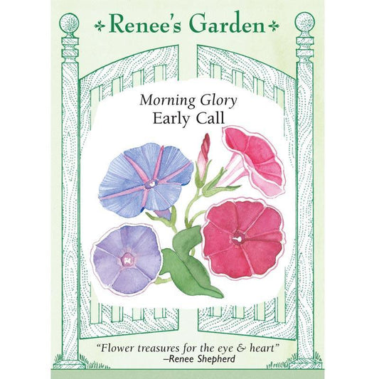 Early Call Morning Glory Flower Seeds