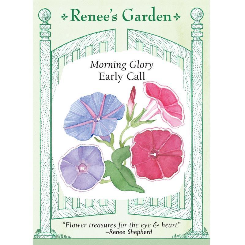 Early Call Morning Glory Flower Seeds