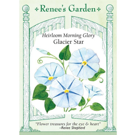 Glacier Star Morning Glory Flower Seeds