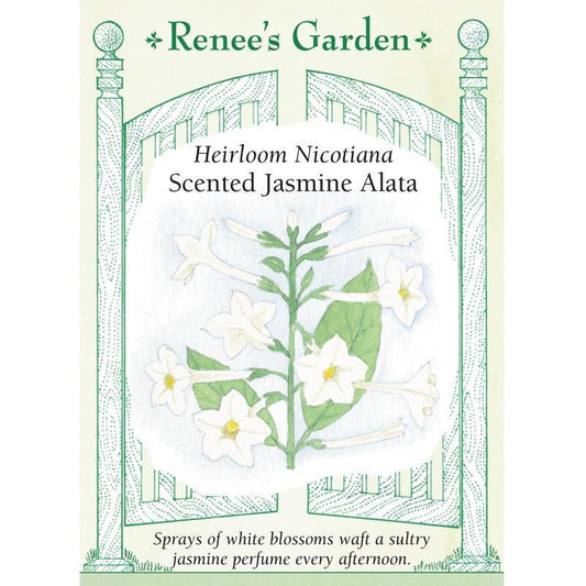 Jasmine Alata Scented Nicotiana Flower Seeds