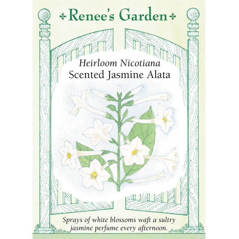 Jasmine Alata Scented Nicotiana Flower Seeds
