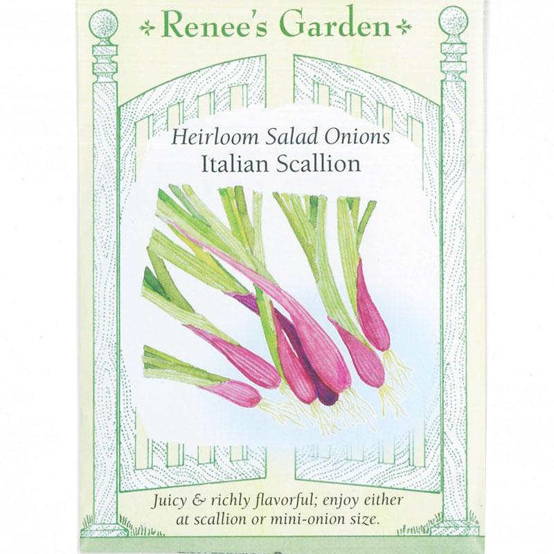 Italian Scallion Onion Seeds