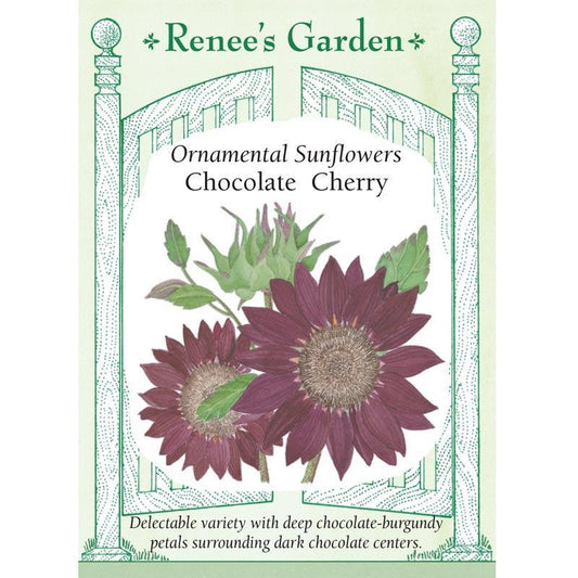 Chocolate Cherry Ornamental Sunflower Flower Seeds