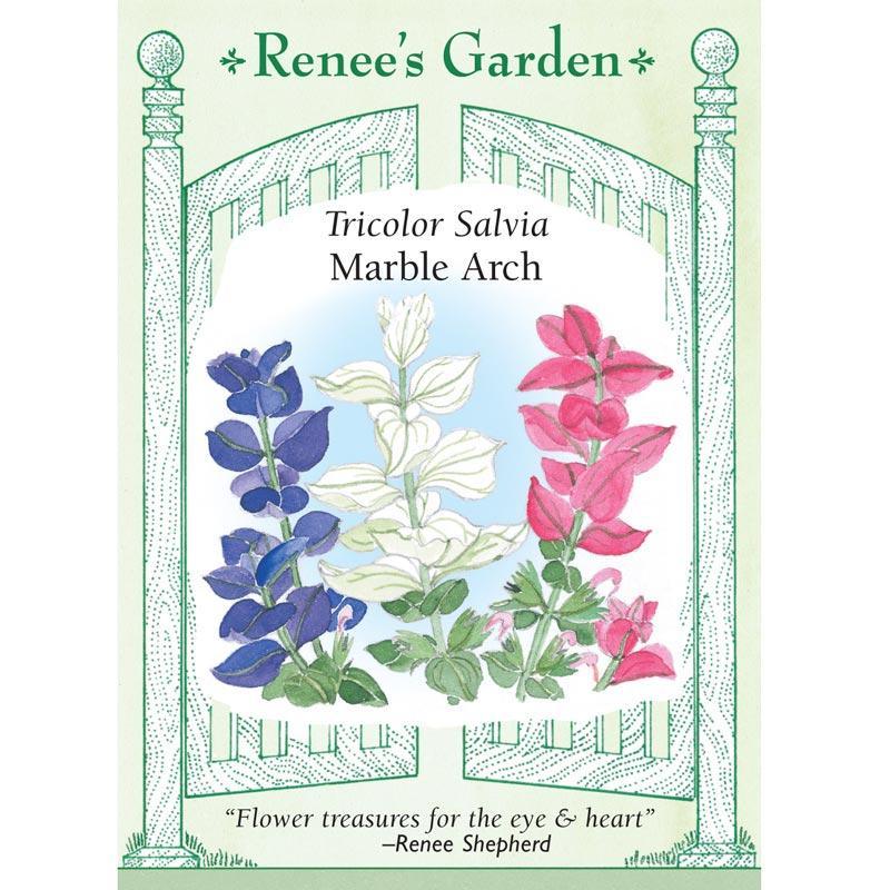 Marble Arch Butterfly Salvia Flower Seeds