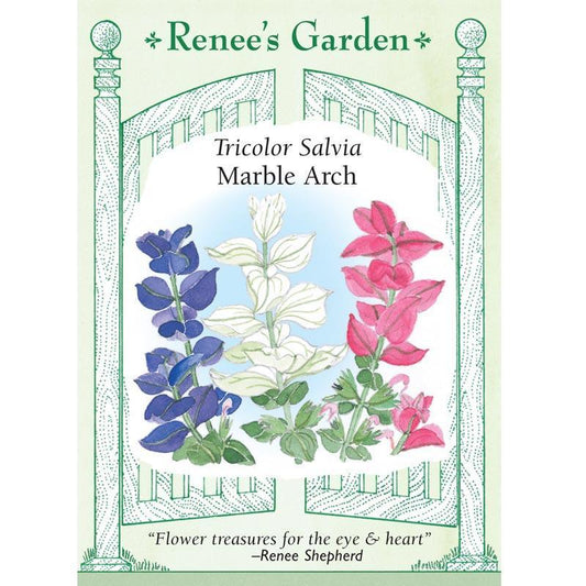 Marble Arch Butterfly Salvia Flower Seeds