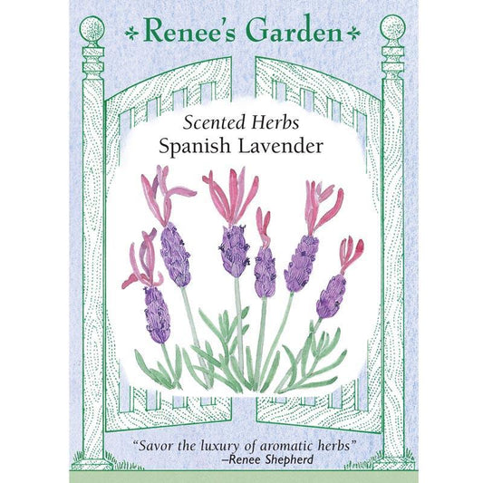 Purple Ribbons Spanish Lavender Seeds