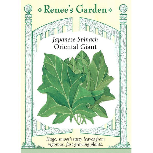 Oriental Giant Japanese Spinach Seeds