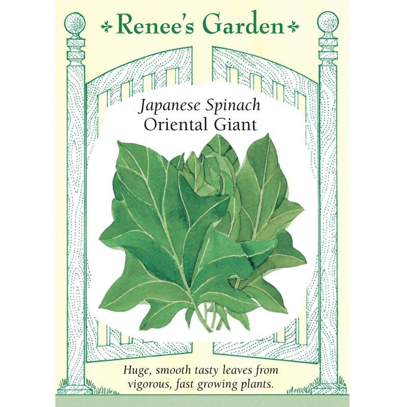 Oriental Giant Japanese Spinach Seeds