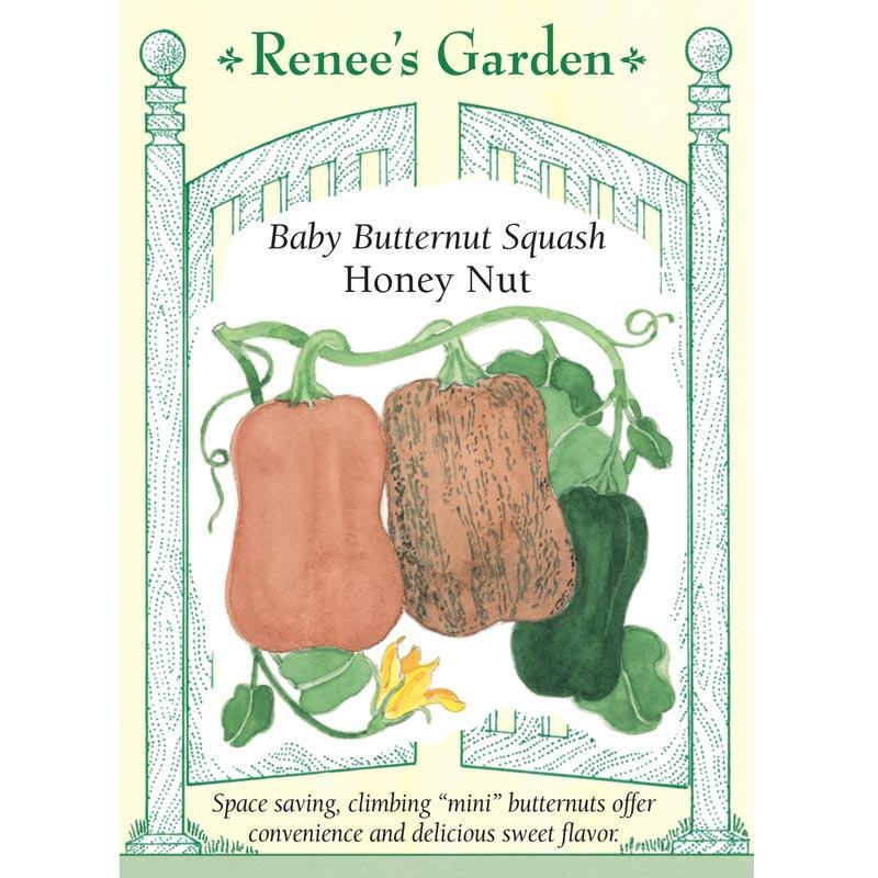 Honey Nut Baby Butternut Winter Squash Seeds