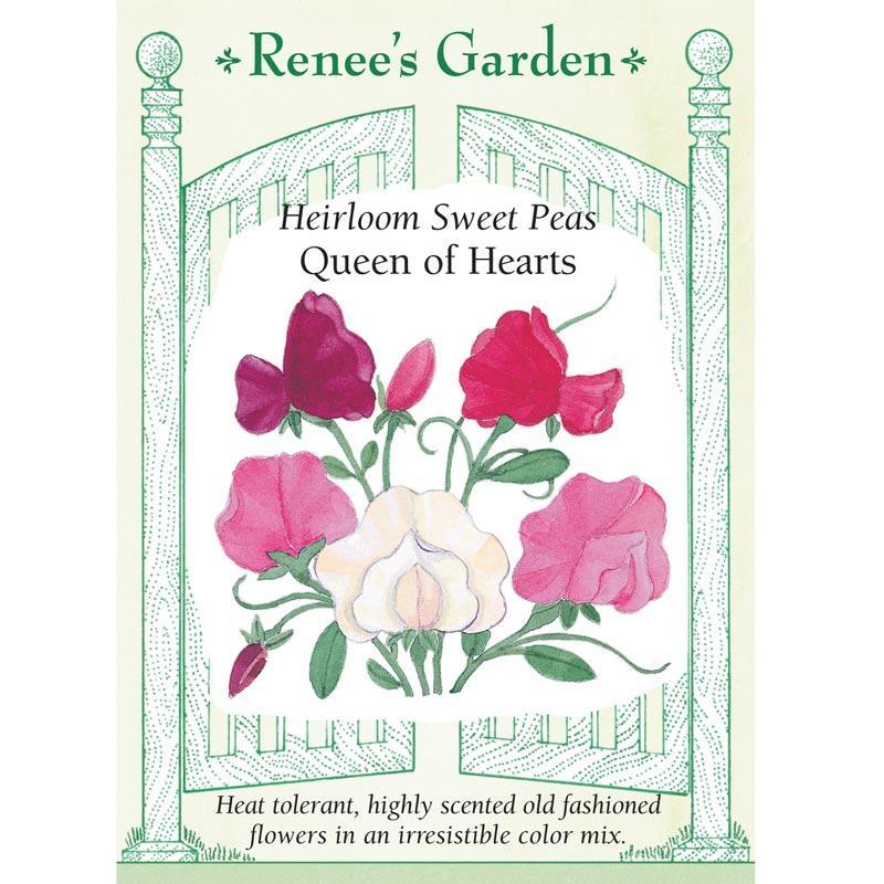 Queen of Hearts Antique Sweet Pea Flower Seeds