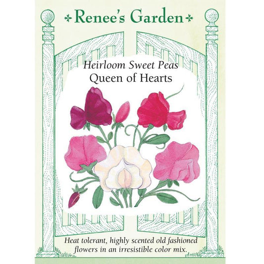 Queen of Hearts Antique Sweet Pea Flower Seeds