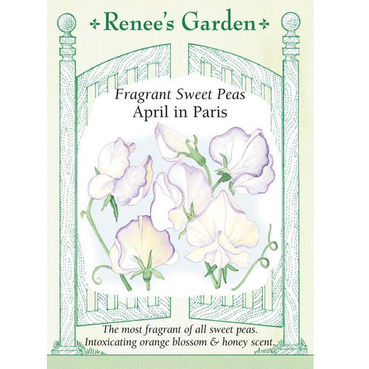April in Paris Sweet Pea Flower Seeds