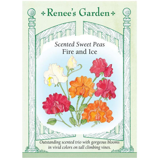 Fire and Ice Sweet Pea Flower Seeds