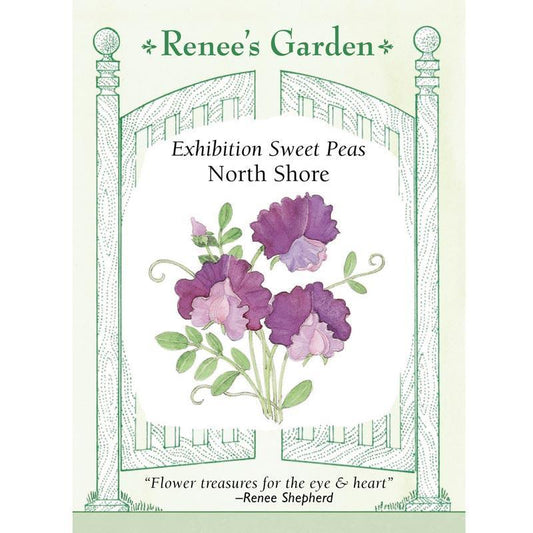 North Shore Sweet Pea Flower Seeds