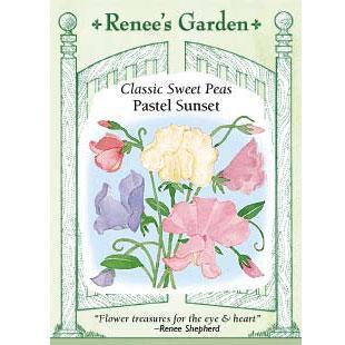 Pastel Sunset Sweet Pea Flower Seeds