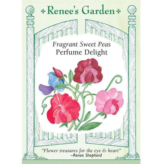 Perfume Delight Sweet Pea Flower Seeds
