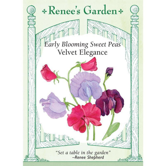 Velvet Elegance Sweet Pea Flower Seeds